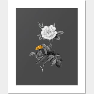 Black and Gold Leaf - Blooming White Rose - Vintage Botanical Posters and Art